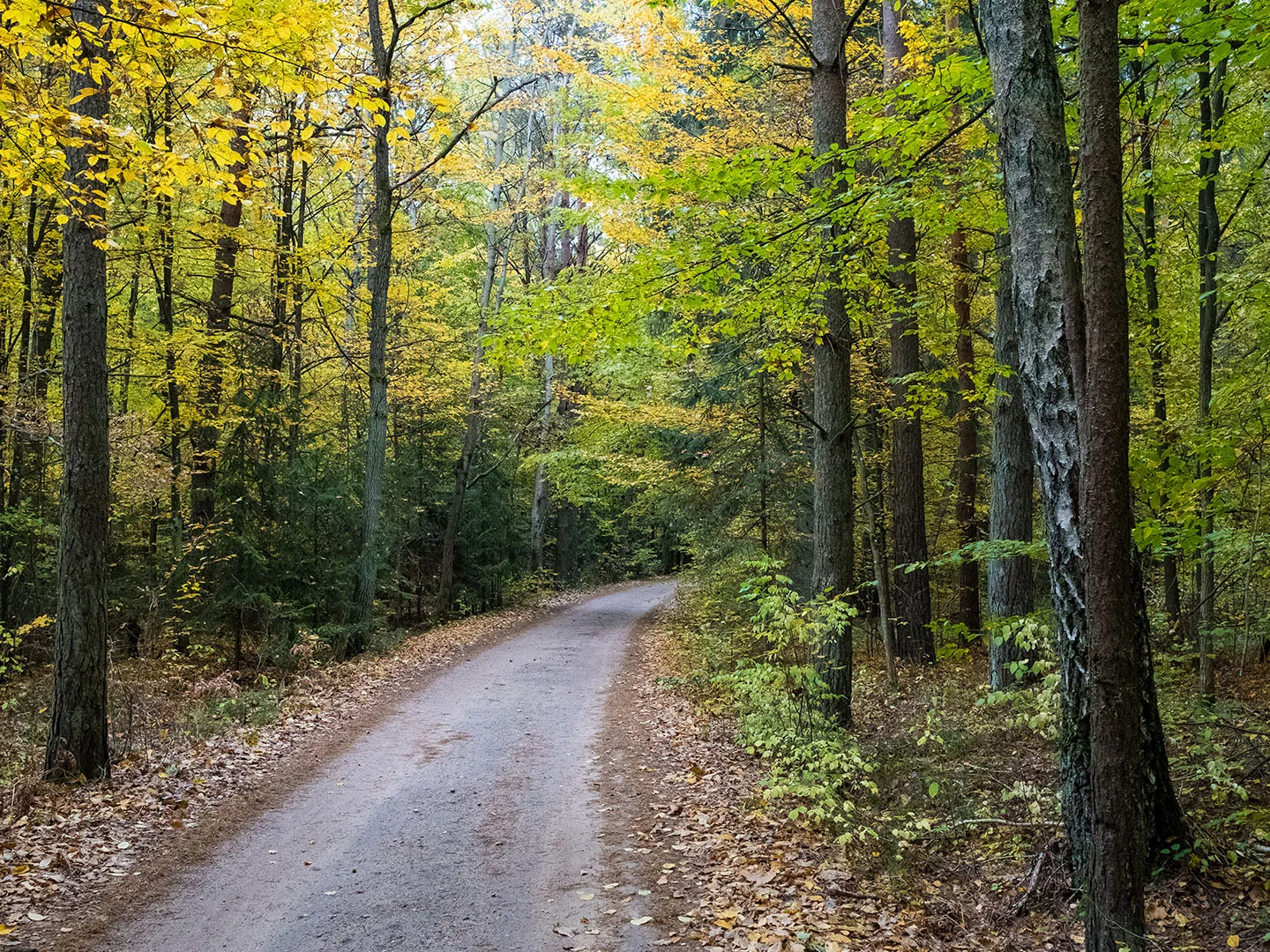 Białowieża Forest Trails