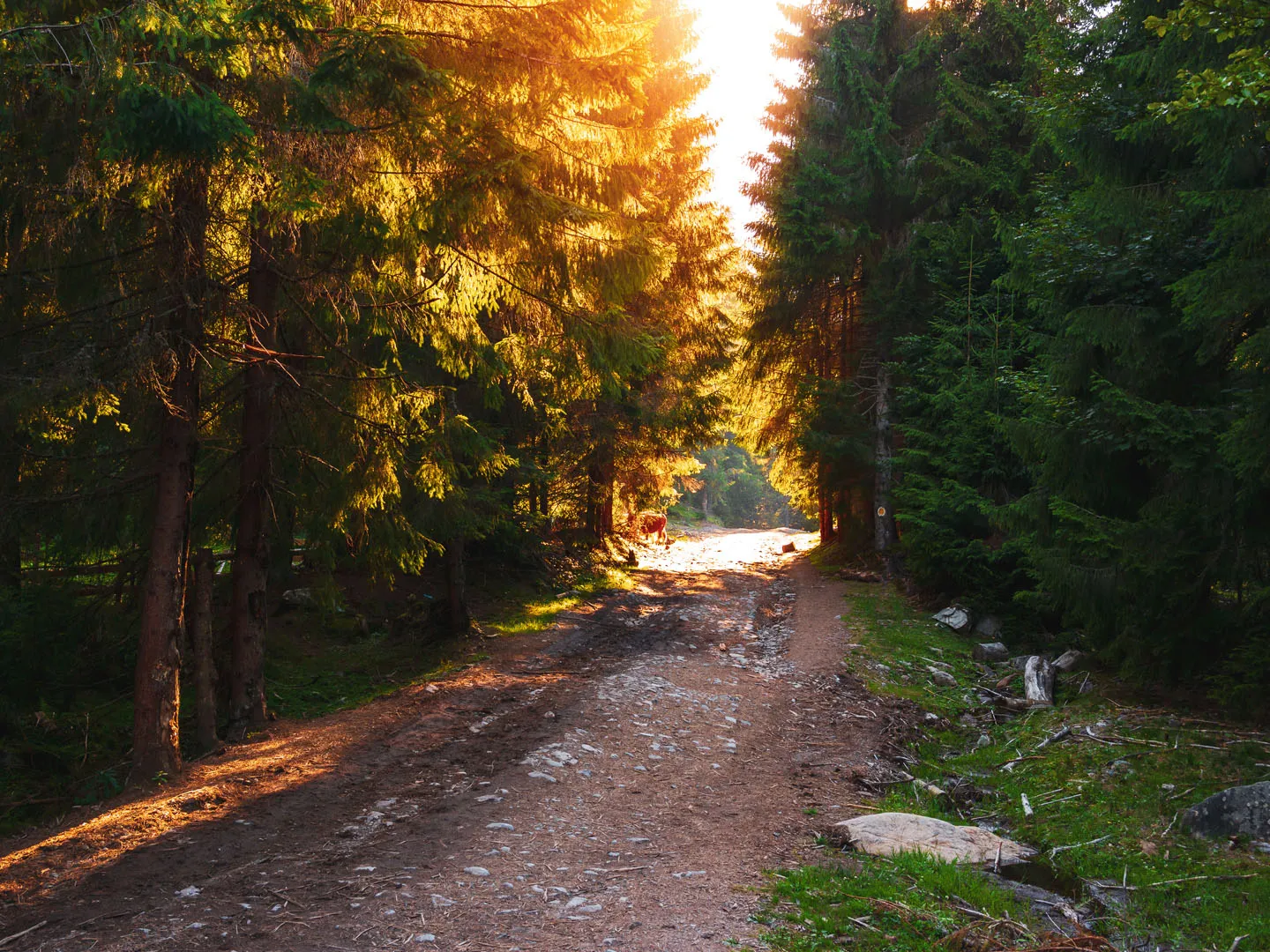 Bihor Peak Summit Trail
